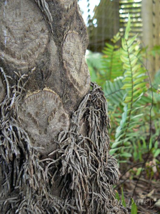 Cyathea tree fern bark, Mt Lofty Botanical Gardens P1030758.JPG